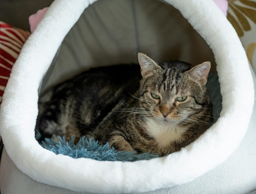 camas e locais de descanso para pets confortáveis