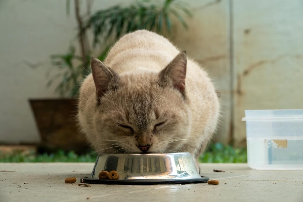 gato se alimentando com ração adequada