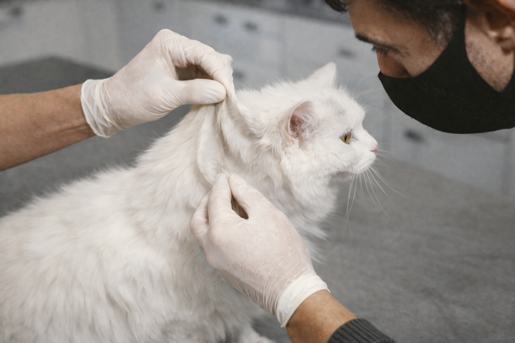 sinais de desidratação em cães e gatos