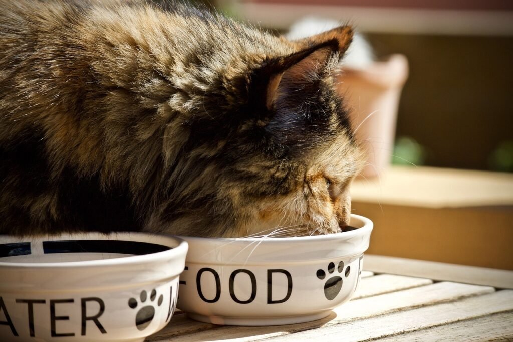 alimentação para pets com ração balanceada para e gatos