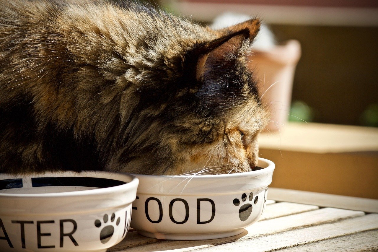 alimentação para pets com ração balanceada para e gatos