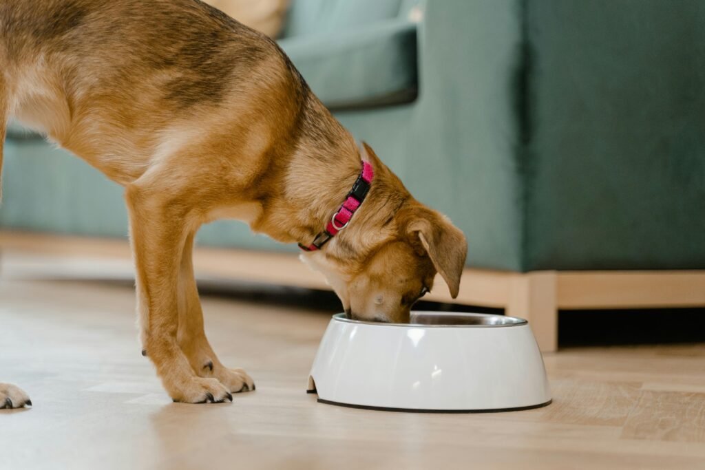 alimentação para pets com ração balanceada para cães