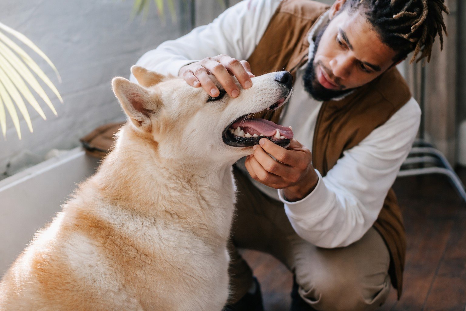 Tutor examinando o cão com cuidado, levantando levemente o lábio para observar a gengiva,