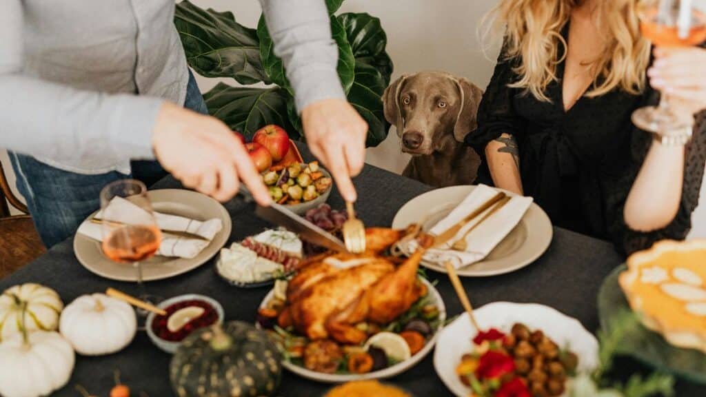 tutor prevenindo acesso a alimentos proibidos para cães e gatos