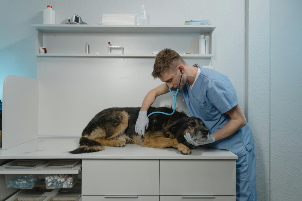 achorro com barriga inchada em avaliação veterinária