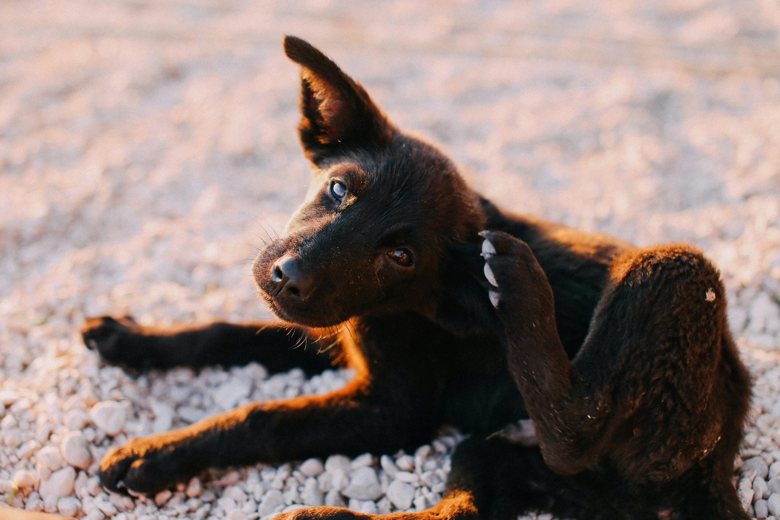 Cão com coceira capa