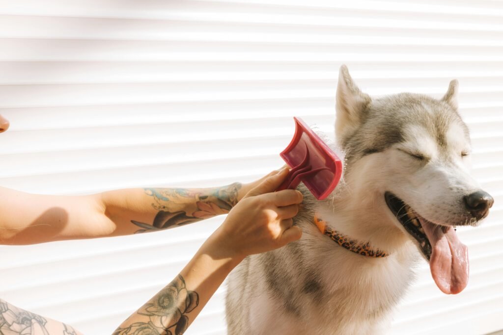 escovação para prevenir queda de pelo em pets