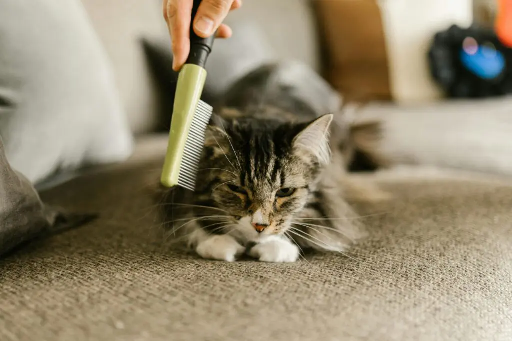 Escovação regular são hábitos saudáveis para pele e pelagem dos gatos