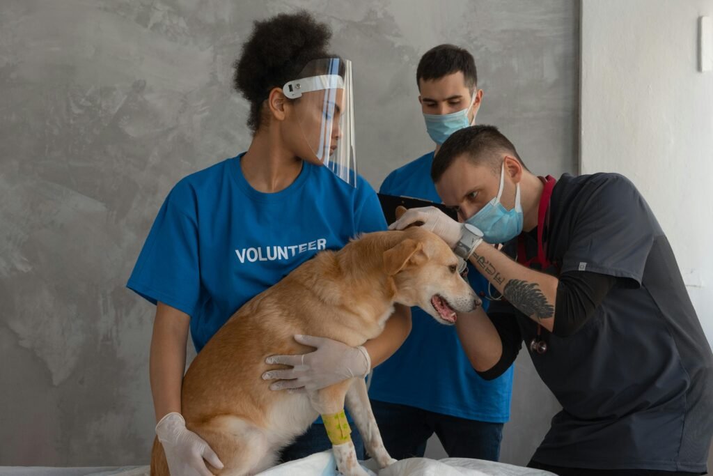 veterinário observando sinais de coceiras nos ouvidos 