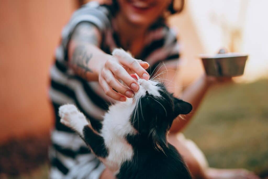 falta de apetite em cães e gatos sendo observada pelo tutor