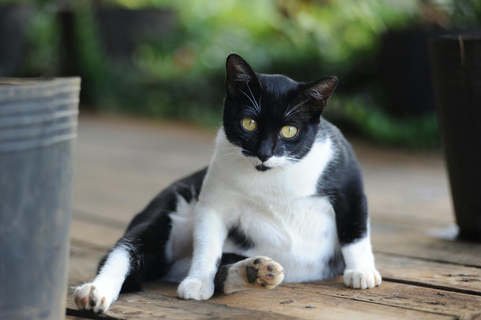 gato com barriga inchada observação aos sinais