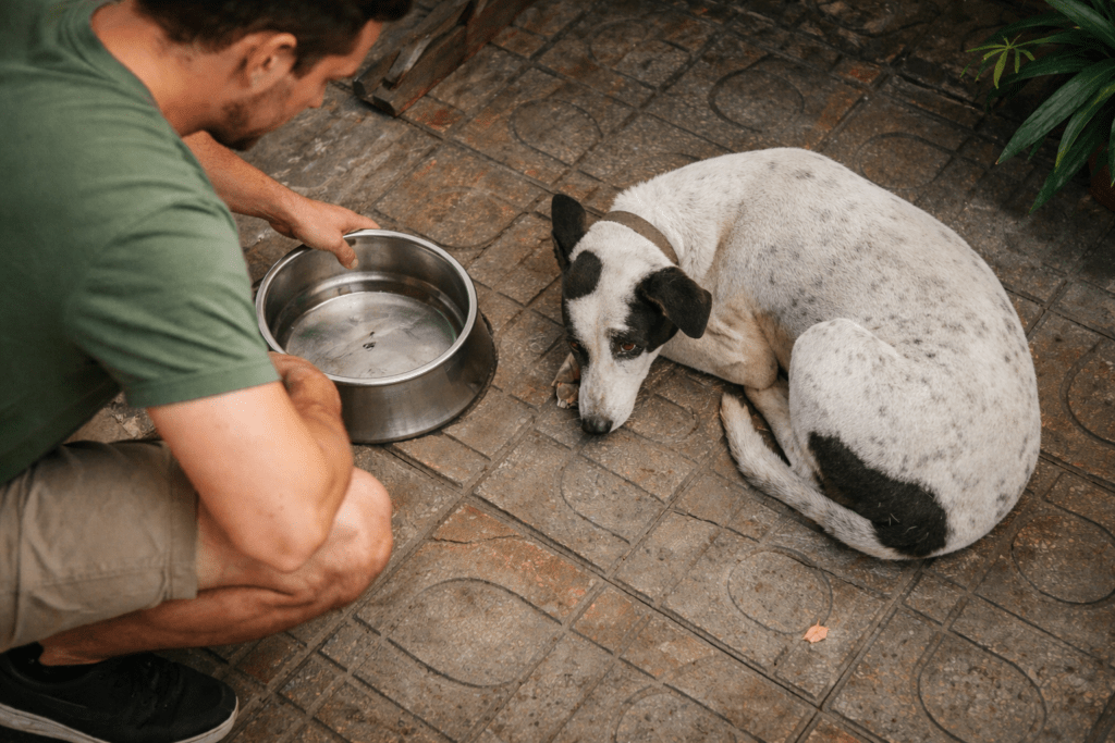 hidratação de cachorro é muito importante