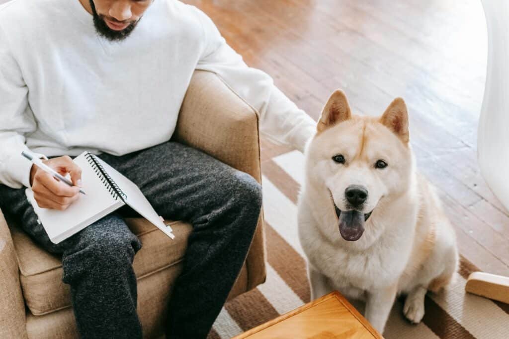 o que observar em casa quando o pet está com falta de apetite