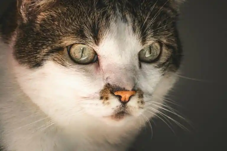 Sintomas dos pets: como identificar sinais de alerta em pets.