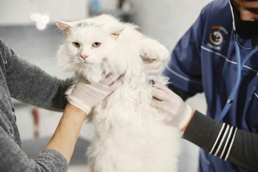 Procure o veterinário se o pet tiver coceira persistente