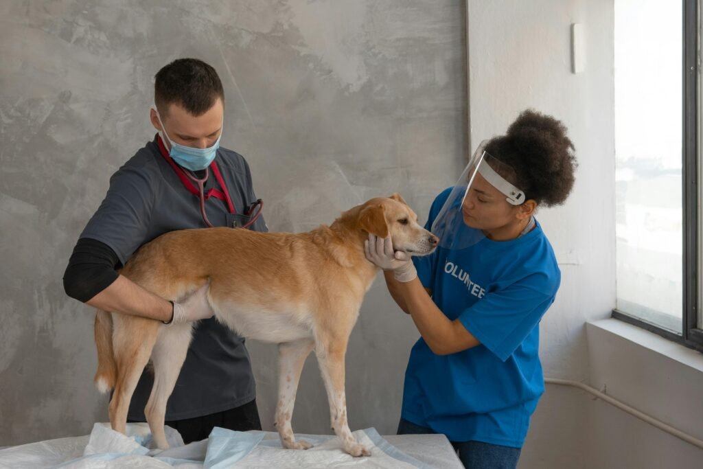 Quando levar cão ou gato ao veterinário por falta de apetite