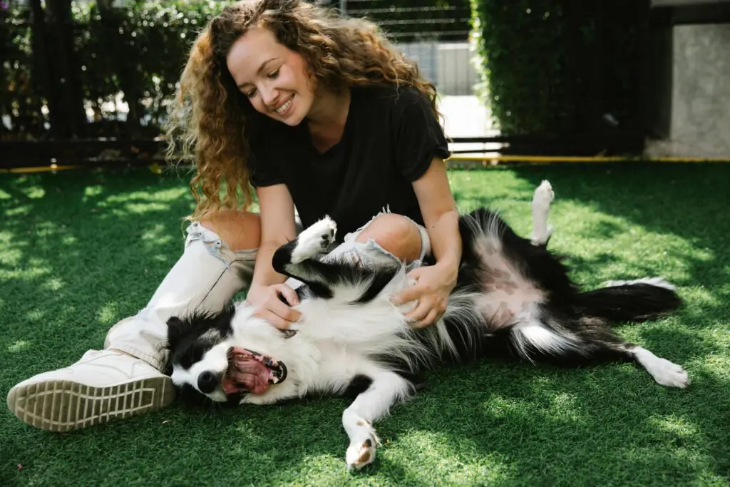 
 cães e gatos observados pelo tutor em casa