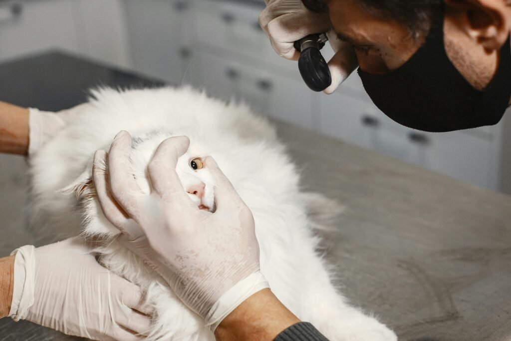 veterinário avaliando sinais de alerta em cães e gatos