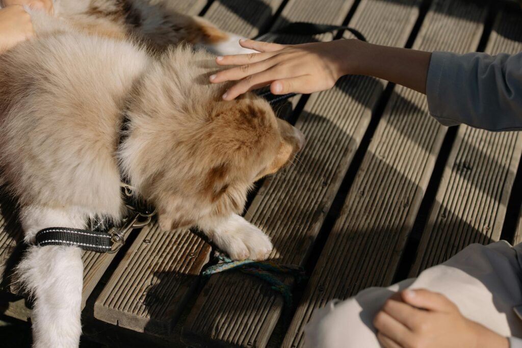 queda de pelo em cães e gatos observada pelo tutor