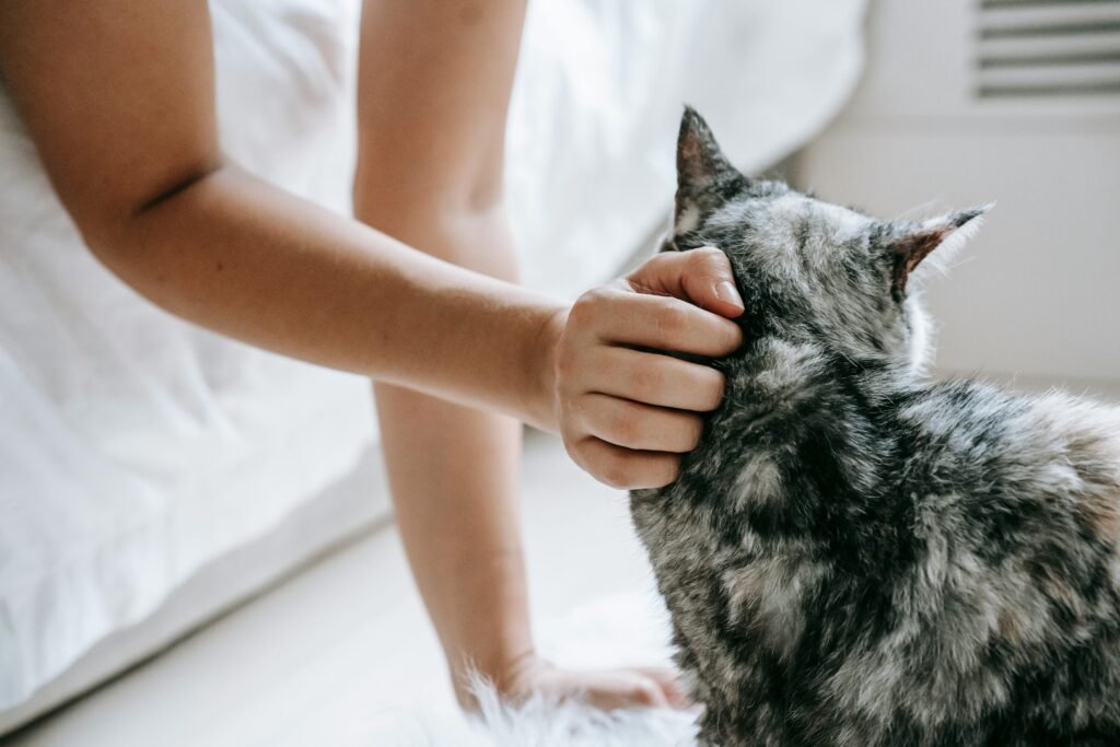 tutor observando sintomas de pele em cães e gatos