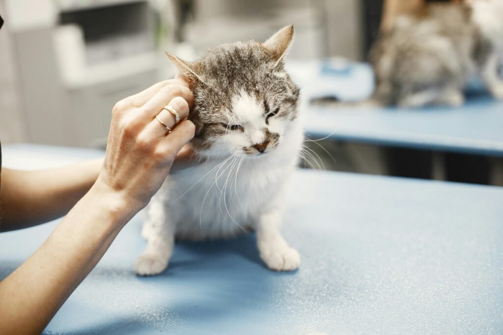 coceiras em cães e gatos observadas pelo tutor