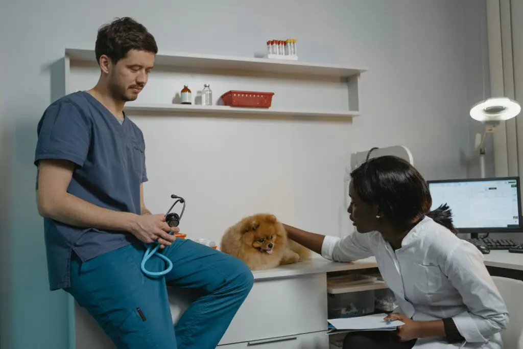 vermifugação em cães e gatos com orientação veterinária