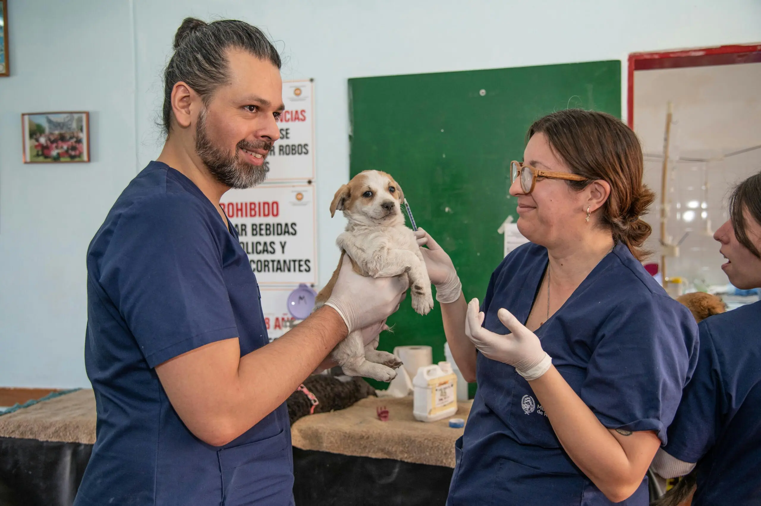 vermifugação de filhotes com acompanhamento veterinário