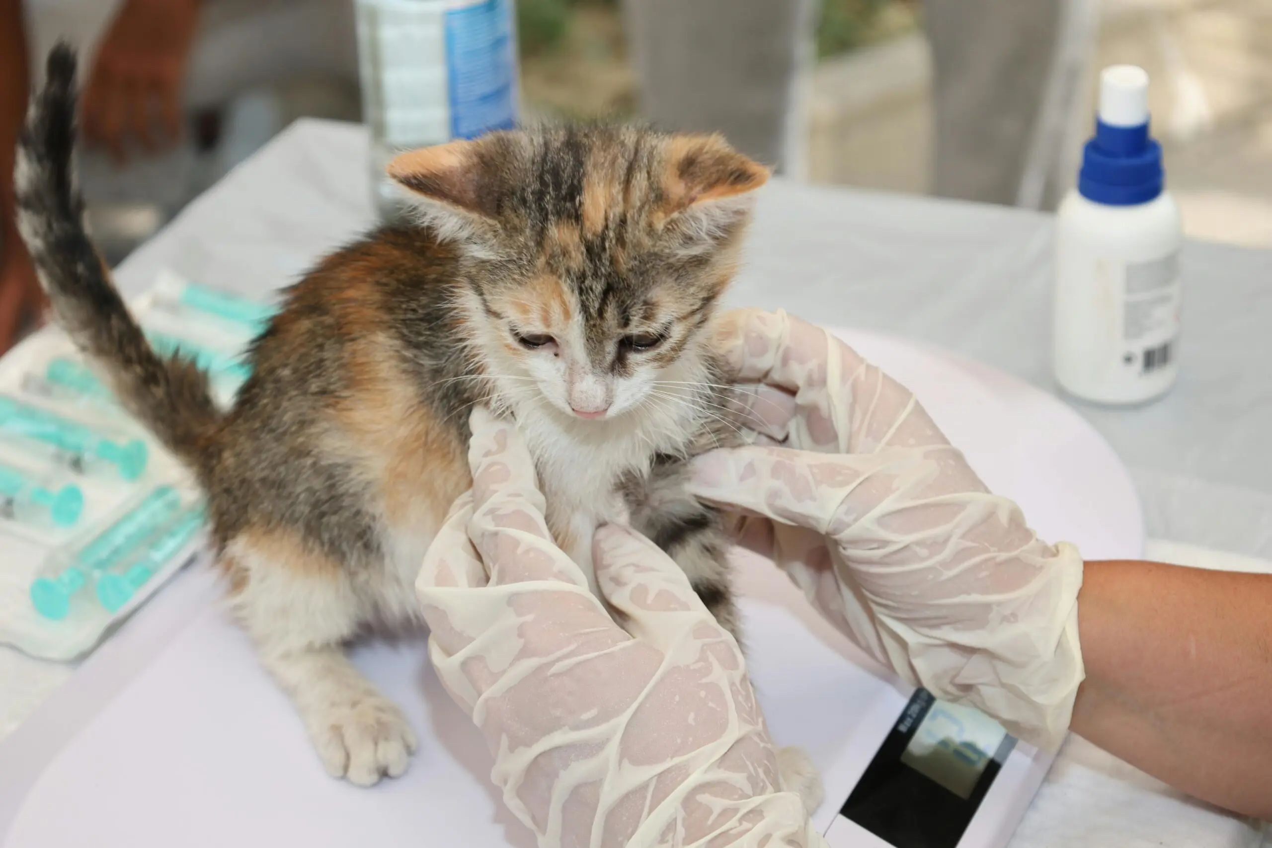 Vermifugação de filhote gato com acompanhamento veterinário