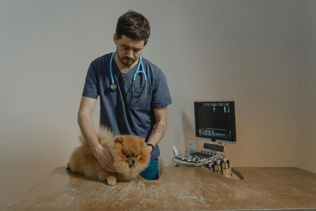 veterinário avaliando sinais de alerta em cães e gatos