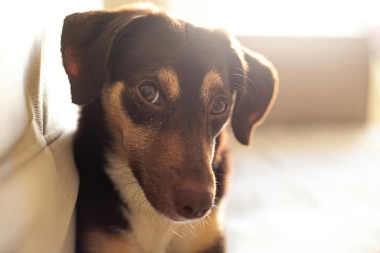cão tossindo capa