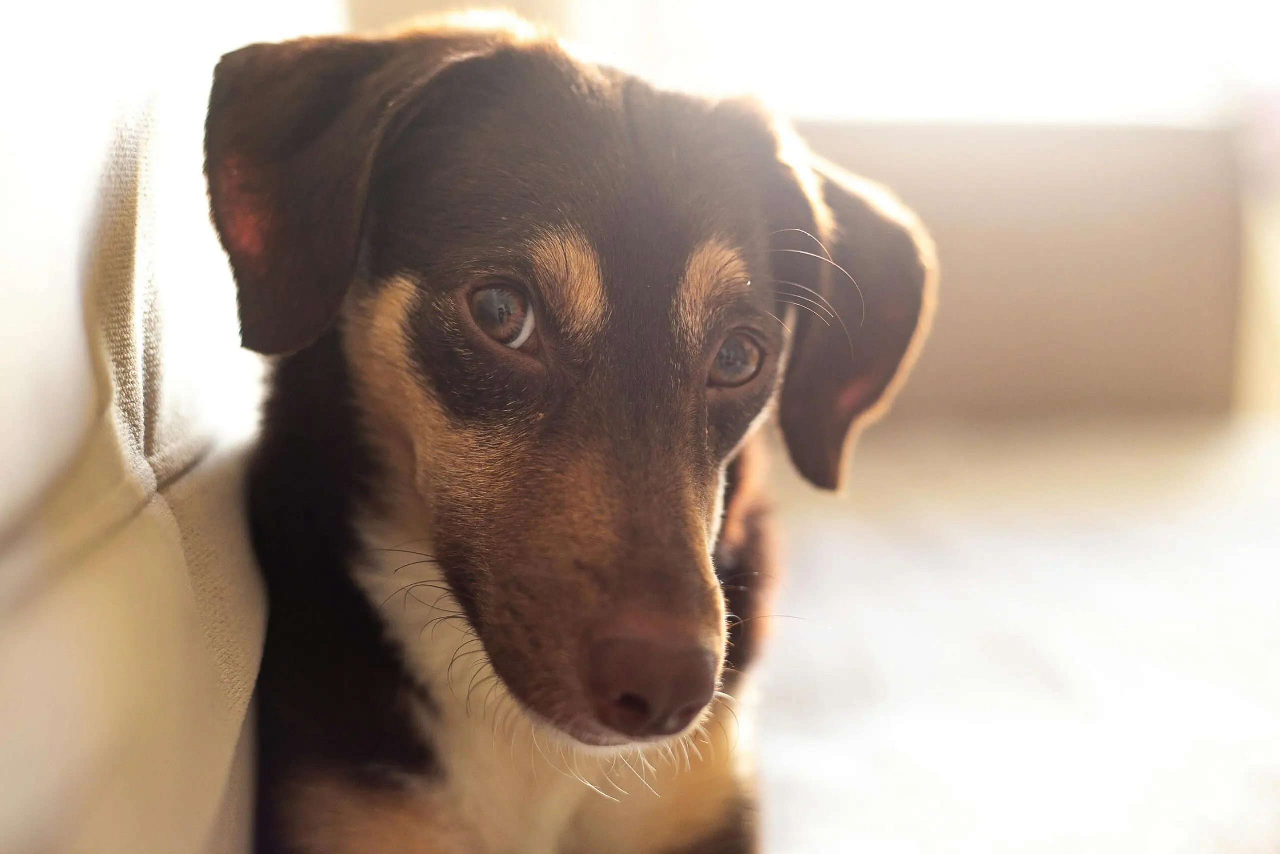 cão tossindo capa