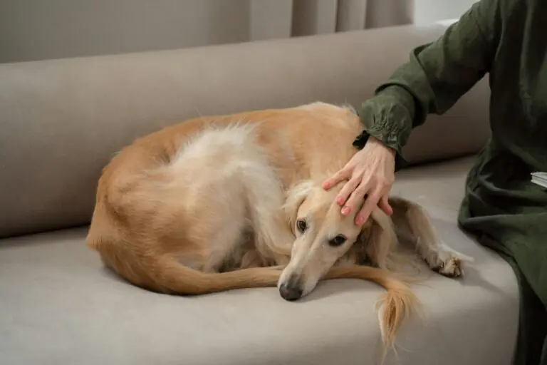 cão espirrando capa