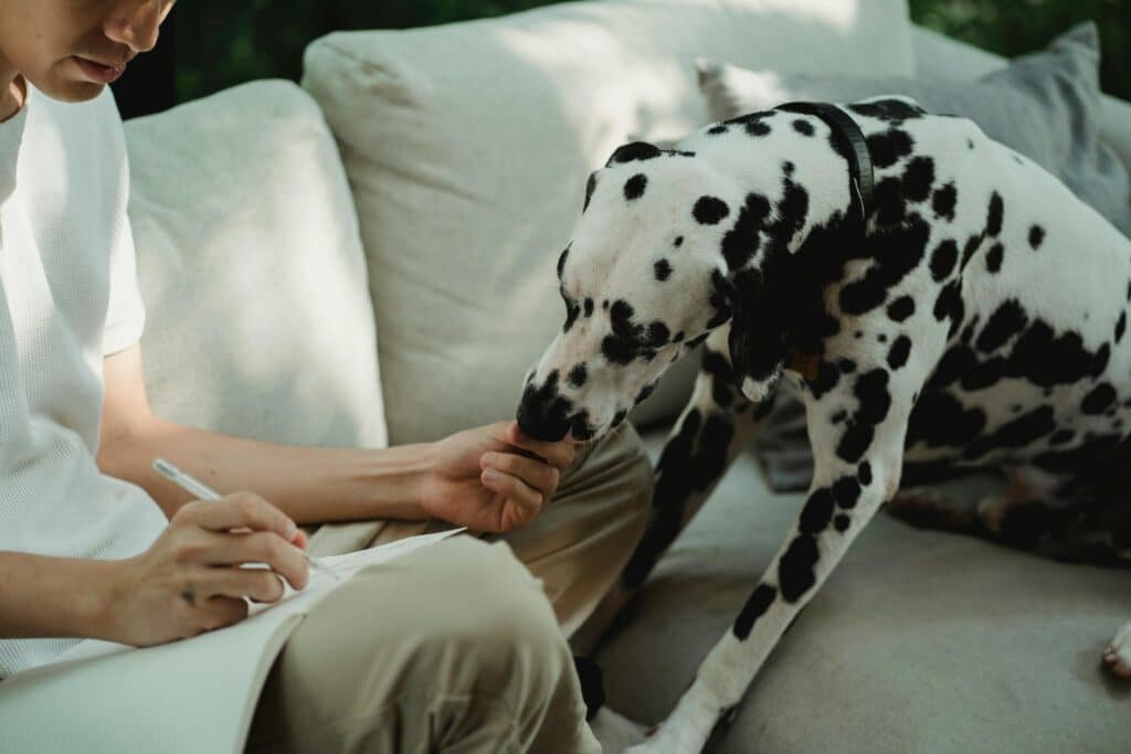 queda de pelo em cães e gatos observada pelo tutor