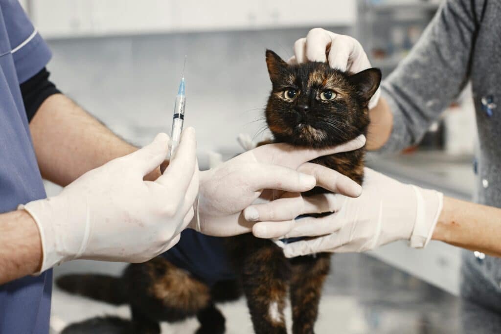 gato espirrando em avaliação veterinária