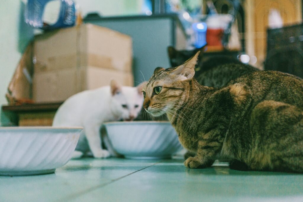 saúde digestiva em cães e gatos em rotina de cuidados